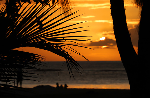Flic en Flac, Mauritius - September 17, 2022: Silhouettes of palm and filao trees at the beach of Flic en Flac in the West of Mauritius during sunset.