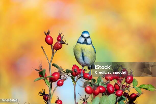 Bluetit In Autumn Stock Photo - Download Image Now - Animal, Animal Body Part, Animal Wildlife