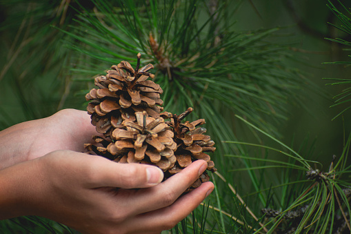 pinecone held on hand at forest