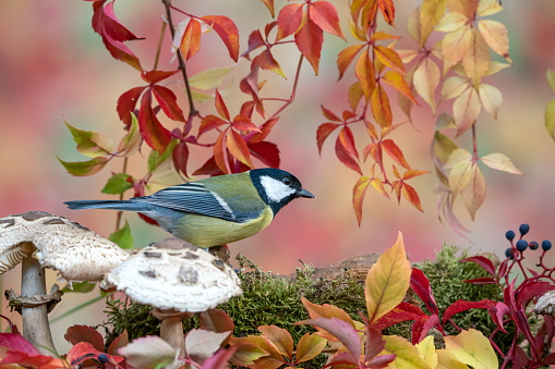 Great tit in autumn,Eifel,Germany.\nPlease see more than 1000 songbird pictures of my Portfolio.\nThank you!