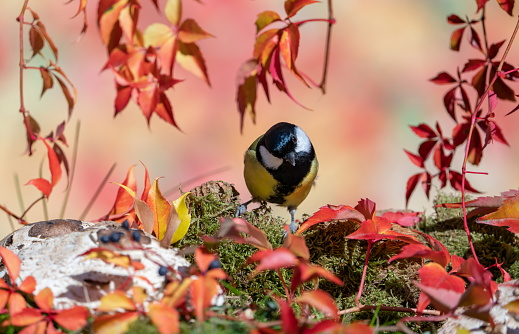 Great tit in autumn,Eifel,Germany.
Please see more than 1000 songbird pictures of my Portfolio.
Thank you!