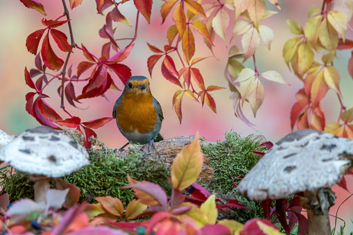 Robin in autumn,Eifel,Germany.\nPlease see more than 1000 songbird pictures of my Portfolio.\nThank you!