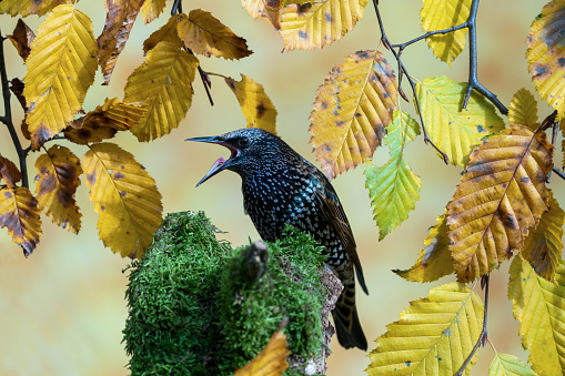 A starling perched on a branch.