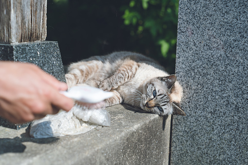Protected cat living spontaneously in an old house in Itoshima, Fukuoka, Japan. Photo of Siamese cat-like Shana brushing in the sun.