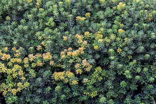 Beautiful atmospheric background in green colors.Bright leaves flowers on natural background