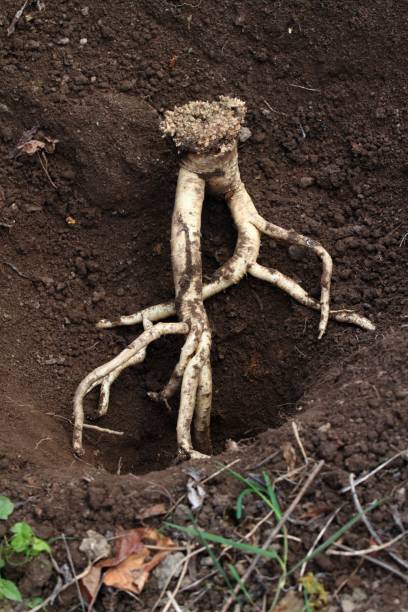 istock Dang Shen plant or Poor Man's Ginseng, lat.  Codonopsis Pilosula (Syn Codonopsis Sylvestris) 1440442441