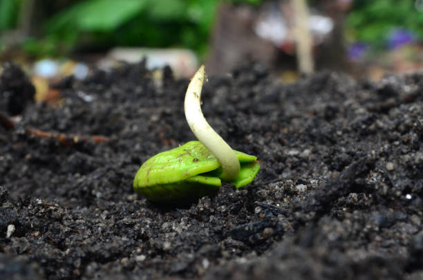 Parkia speciosa (Petai) seedlings that have sprouted on fertile soil are ready to be planted against a background of defocused trees