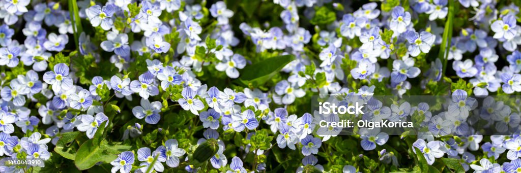 Blue forget-me-not flower blossom natural header banner panoramic background, forget-me-not flower fresh plant photography Blue forget-me-not flower blossom natural header banner panoramic background, forget-me-not flower fresh plant natural background horizontal photography Blue Stock Photo