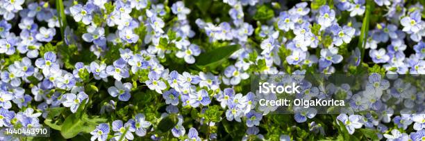 Blue Forgetmenot Flower Blossom Natural Header Banner Panoramic Background Forgetmenot Flower Fresh Plant Photography Stock Photo - Download Image Now