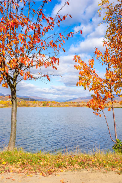 istock trees in colorful foliage on the shore 1440444916