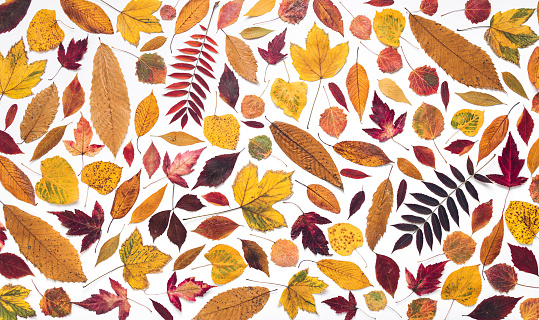 Autumn pattern with dry leaves of different shapes and colours. Seasonal flat lay textured background.