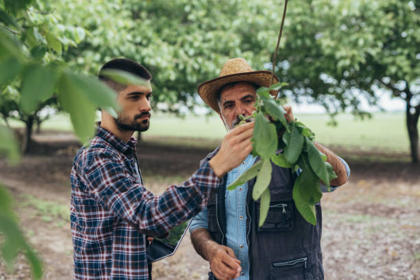 istock farmers examine tree leafs in walnut tree orchard 1440449051