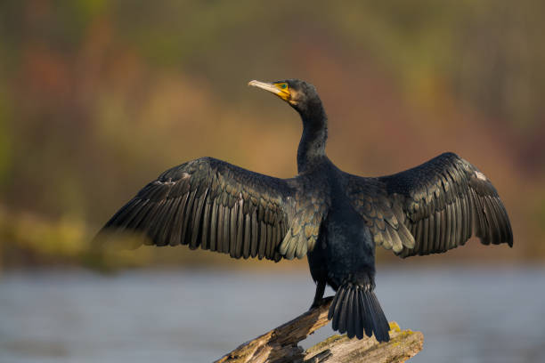 枯れ木の幹の上に立つ鵜の鳥(phalacrocorax carbo)が、背水の日差しの中でカメラを見ながら、光沢のある黒い羽で羽を広げて乾かす - great black cormorant ストックフォトと画像