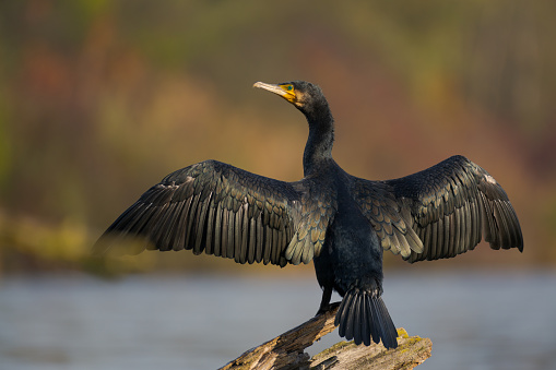 One cormorant bird (Phalacrocorax carbo) standing on trunk of dead tree spreading its wings with shiny black feathering to dry in the sunlight in backwater area looking at camera