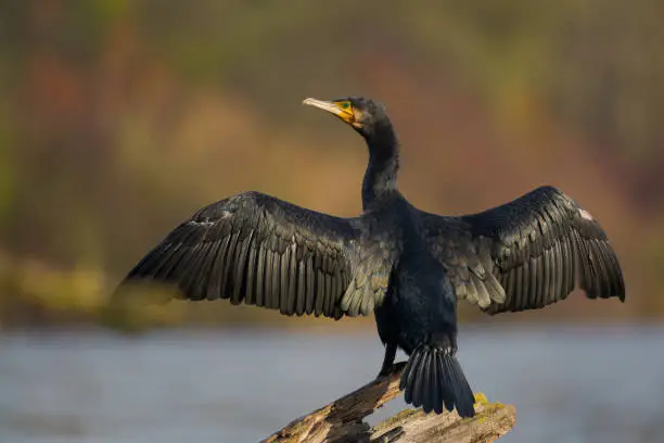 Photo of One cormorant bird (Phalacrocorax carbo) standing on trunk of dead tree spreading its wings with shiny black feathering to dry in the sunlight in backwater area looking at camera