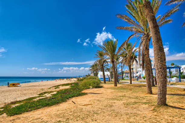 istock Date Palms on sunny beach, Hammamet, Tunisia, Mediterranean Sea, 1440450316
