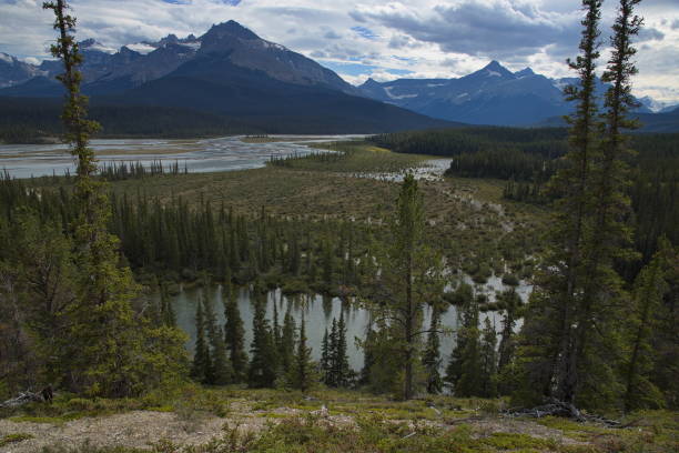 istock North Saskatchewan River at Icefields Parkway in Jasper National Park,Alberta,Canada,North America 1440451963