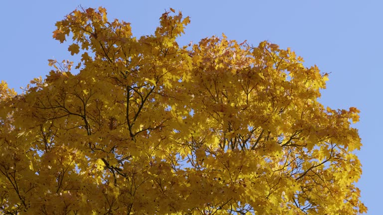 Catherine Park (Tsarskoye Selo). Branches of autumn maples.