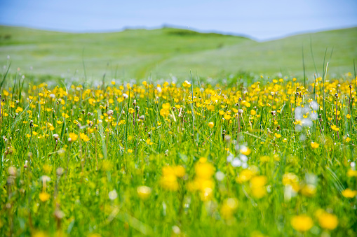 fields of yellow flowers in the mountains, beautiful nature