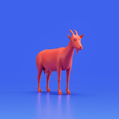 Goat monochrome single color animal. Red color single animal from angle view, Monochrome animal in blue studio, 3d rendering, nobody