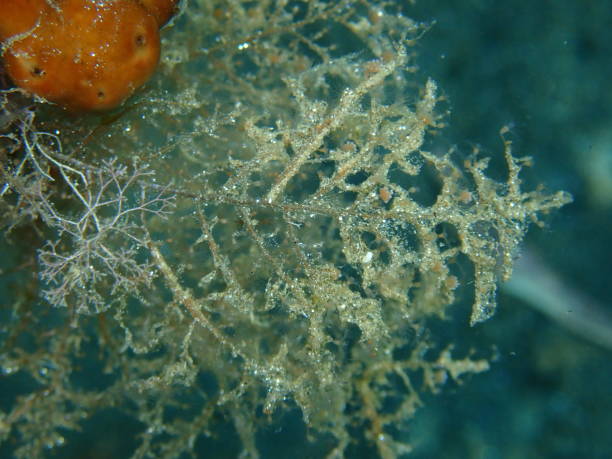 istock Grapevine hydroid or botryoid stickhydroid (Eudendrium racemosum) close-up undersea, Aegean Sea 1440453169