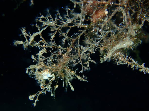 istock Grapevine hydroid or botryoid stickhydroid (Eudendrium racemosum) close-up undersea, Aegean Sea 1440453179