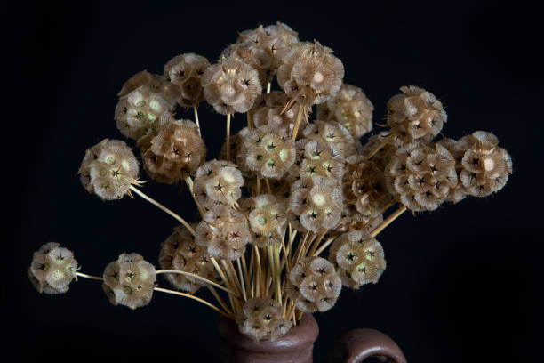 Beautiful Scabiosa seed pods, a bouquet in vintage teapot. stock photo