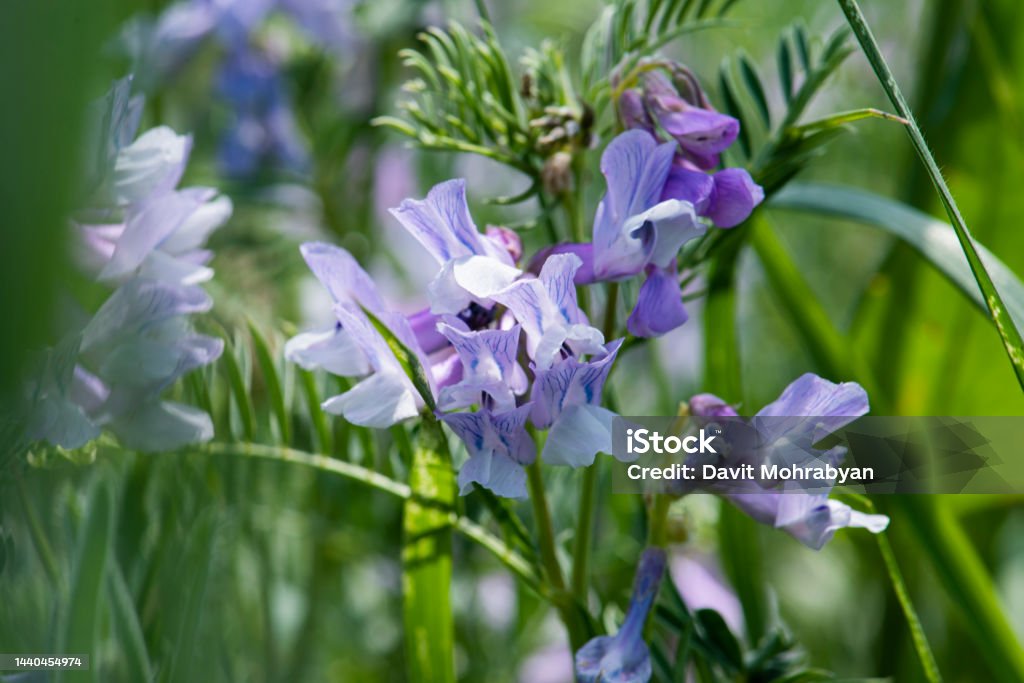 Flores De Guisantes Dulces Hermoso Jardín En Flor Foto de stock y más banco  de imágenes de Aire libre - Aire libre, Amarillo - Color, Armenia - País -  iStock