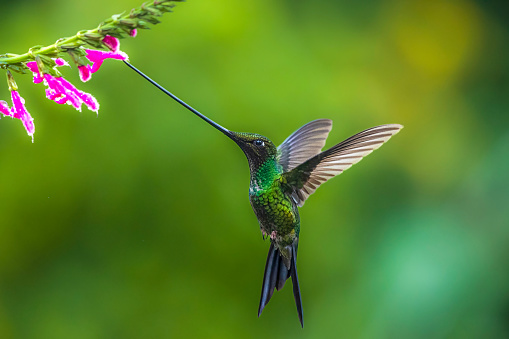 Sword-billed hummingbird
The sword-billed hummingbird also known as the swordbill, is a neotropical species of hummingbird from the Andean regions of South America. It is the only member in the genus Ensifera. Among the largest species of hummingbird, it is characterised by its unusually long bill, being the only bird to have a beak longer than the rest of its body, excluding the tail.