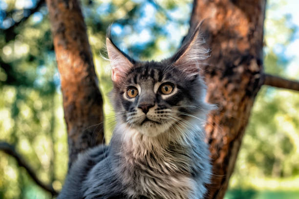 istock A very bright blue Maine Coon cat. 1440456044