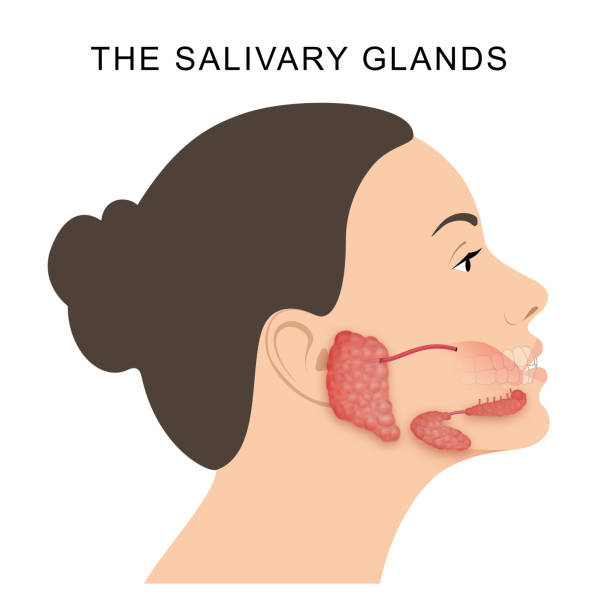 The salivary glands in mammals are exocrine glands Mammalian salivary glands are exocrine glands that produce saliva through a duct system. Humans have three paired major salivary glands (parotid, submandibular, and sublingual) animal jaw bone stock illustrations