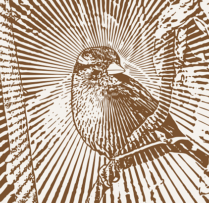 Vector engraving of a Sparrow Perching on branch