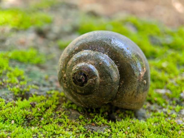 Golden channeled applesnail