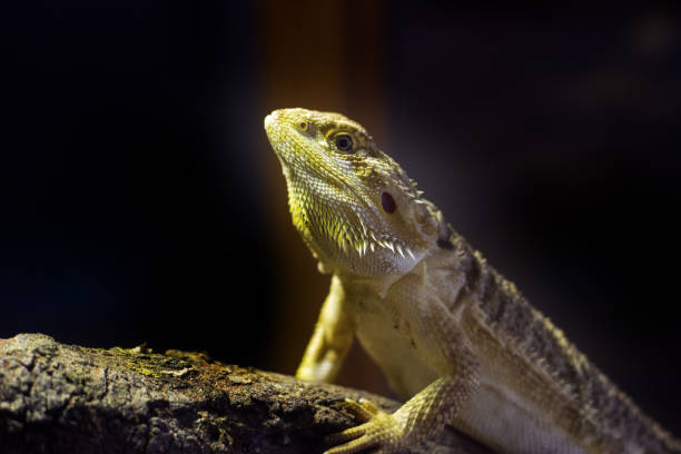 Close-Up Of Iguana Lizard On Rock Photo taken in Bangkok, Thailand giant bearded dragon stock pictures, royalty-free photos & images