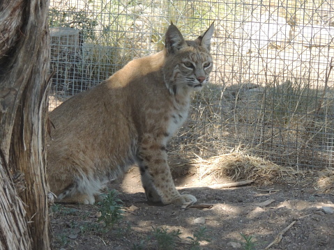 Bobcat in zoo