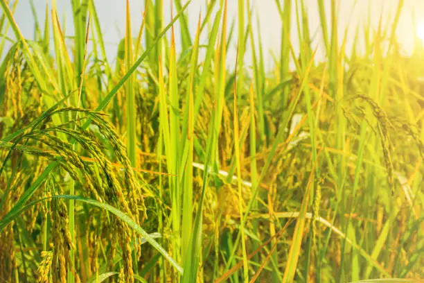 Rice field landscape. Golden ears of rice full of rice fields, paddy fields, harvest season, warm light, nature farm, organic farm.