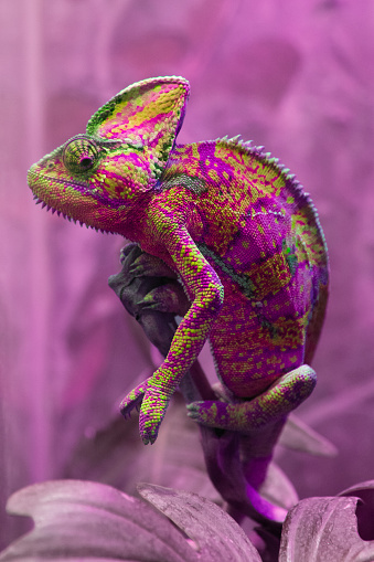 Step into the captivating world of the panther chameleon, where nature showcases its remarkable artistry through an extraordinary range of patterns and colors. With its stunning ability to adapt and transform, this remarkable reptile becomes a living canvas, mesmerizing observers with its kaleidoscope of hues. From vibrant reds and oranges to striking blues and greens, the panther chameleon effortlessly commands attention with its chromatic mastery. Each intricate pattern and gradient seems to tell a unique story, reflecting the chameleon's environment and mood. Watch in awe as its skin changes with precision, effortlessly blending into its surroundings or boldly standing out in a vibrant display of nature's beauty. Explore the myriad of possibilities that arise from this creature's ever-changing palette, captivating both the eye and the imagination. Witness the panther chameleon's vibrant presence, a testament to the endless wonders of the natural world and the boundless creativity it holds.