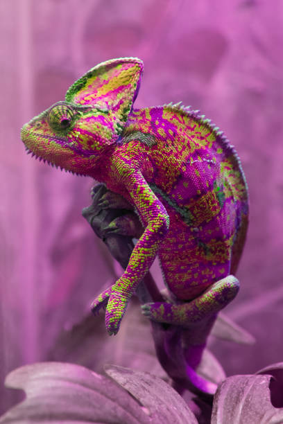 The green chameleon is a family of lizards that can change body color. Bright portrait of an animal stock photo