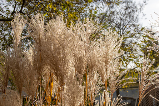 Plant Miscanthus or silvergrass. Cereal plant in the garden. Lush panicles of a flower. Botany. Floridulus, Pacific Island sacchariflorus Amur Korean muluksae, Chinese fairy grass Susuki Grass poaceae