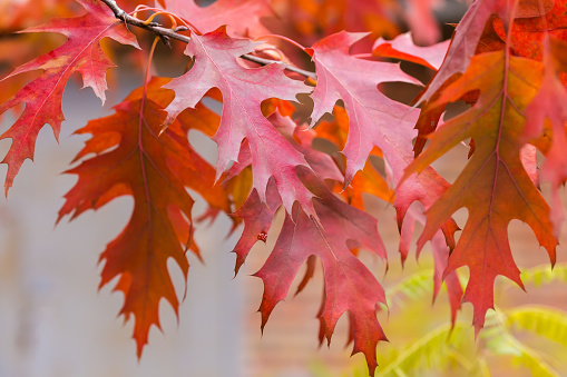 Branch of the red northern oak with autumn leaves on a blurred background in selective focus