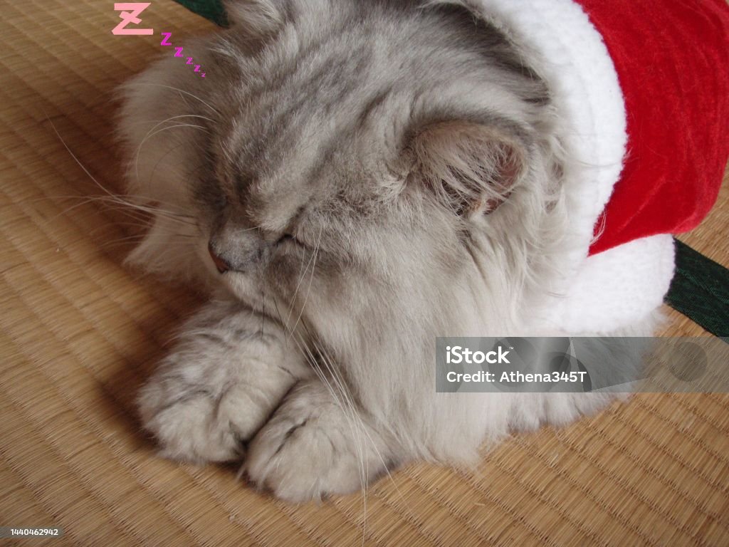 Sleepy santa cat Cat with santa claus costume Animal Stock Photo