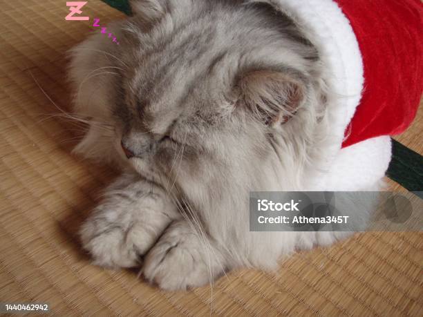 Sleepy Santa Cat Stock Photo - Download Image Now - Animal, Animal Body Part, Animal Eye