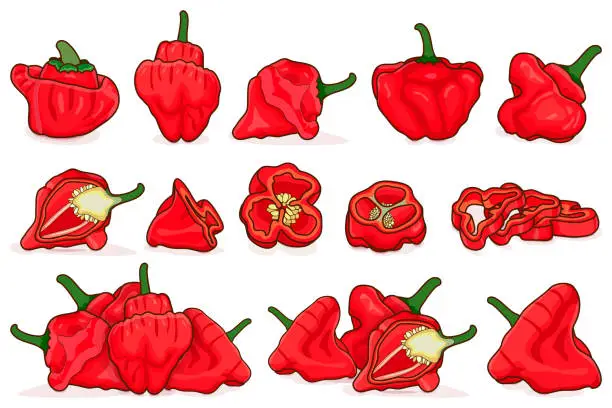 Vector illustration of Set with whole, half, quarter, slices, and wedges of red scotch bonnet peppers. Capsicum chinense. Hot chili pepper. Vegetables. Cartoon style. Vector illustration isolated on white background.