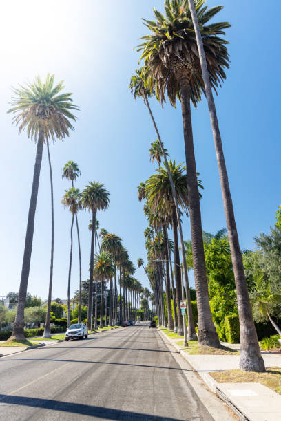 istock Beverly Hills street with tall palm trees 1440464558