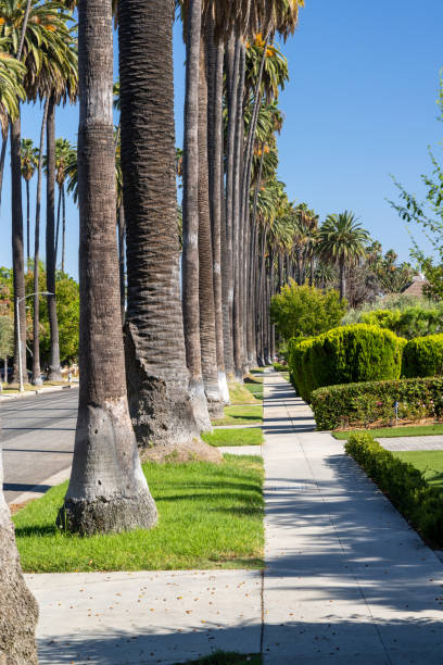 istock Beverly Hills street with tall palm trees 1440464674