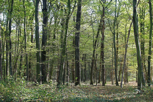 27 october 2022, Basse Yutz, Yutz, Thionville Portes de France, Moselle, Lorraine, Grand Est, France. In the forest, panoramic on the lower part of the trees and the ground.