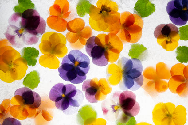 Background of mixed colours of pansy flowers in ice. stock photo