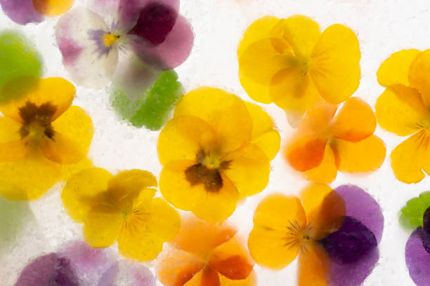 Background of mixed colours of pansy flowers in ice. stock photo