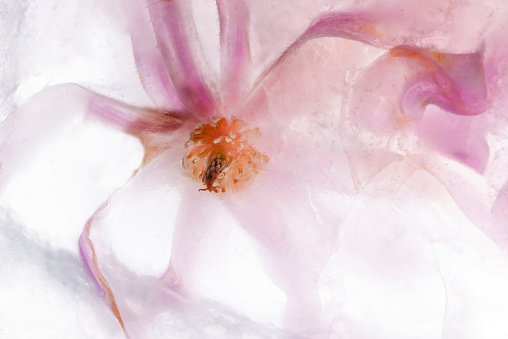 Beautiful flowers pink blooming magnolia in transparent ice block. Frozen beauty concept. Floral greeting card. High quality photo