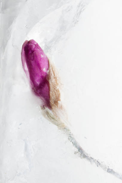 Beautiful purple flower bud magnolia in transparent ice block. stock photo